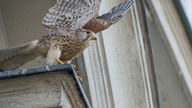 Expeditionen: Turmfalken - Jäger der Großstadt