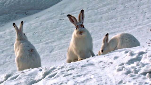 Expeditionen: Dolomiten - Sagenhaftes Juwel der Alpen