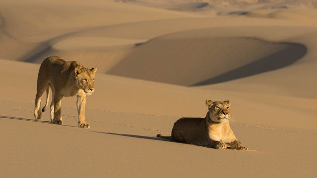 Trailer: Universum: "Geister der Wüste - Die Löwen der Skelettküste"