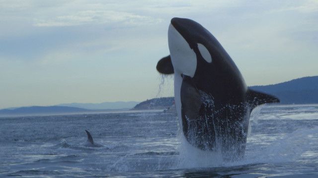 Universum: Orcas - Giganten der Meere