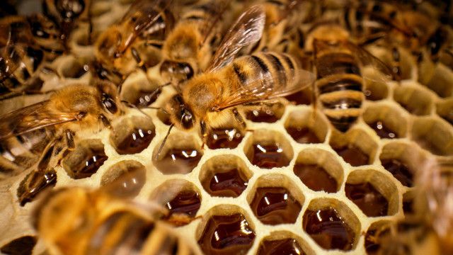 Österreich-Bild: Durchs Bienenjahr - Imkertradition in Kärnten