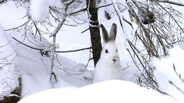 Expeditionen: Winter-Wildnis - Überleben in Kälte und Schnee