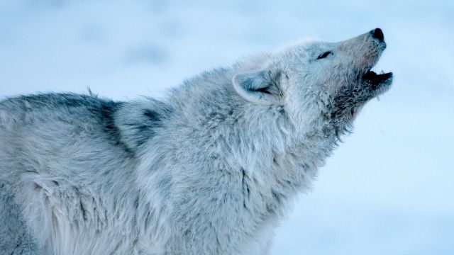 Universum: Die wilden Hunde (1/2) - Eine große Familie