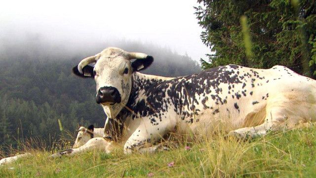 Unser Österreich: Die neuen Alten - Rettung gefährdeter Haustierrassen