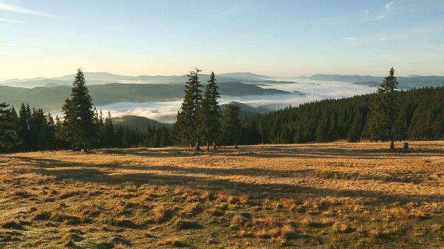 Universum: Roseggers Waldheimat - Ein Jahr im Zauberwald