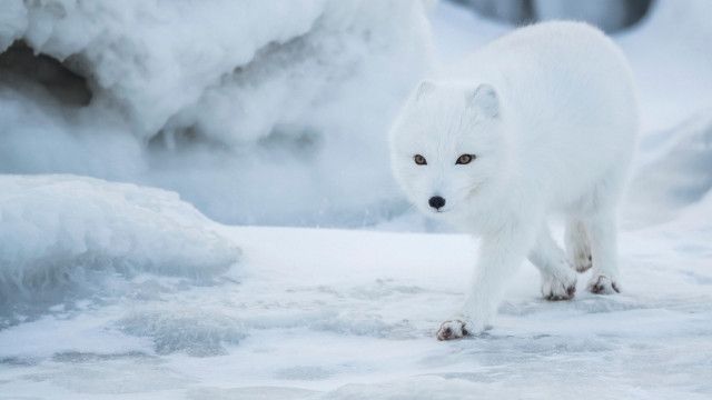 Universum: Die wilden Hunde - Erfolgsgeschichten (2/2)