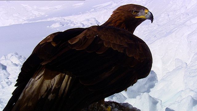 Expeditionen: Tierwelt der Alpen - Winter und Frühling