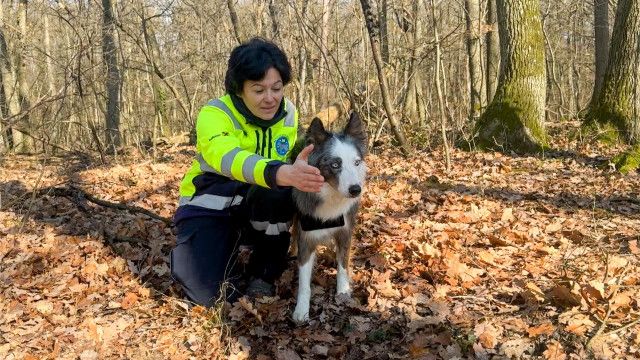 Ganz Ohr: Hunde mit Jobs