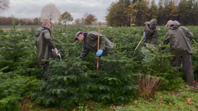 WELTjournal: Das Christbaum-Business