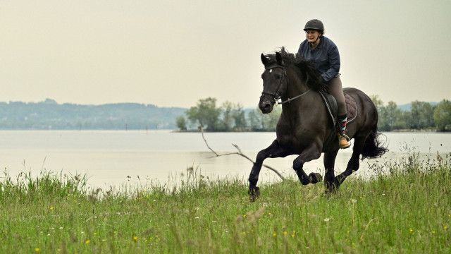 Die Toten vom Bodensee: Der Blutritt