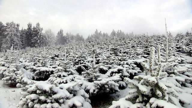 Österreich Bild am Feiertag: O Tannenbaum - Die Christbäume vom Jauerling