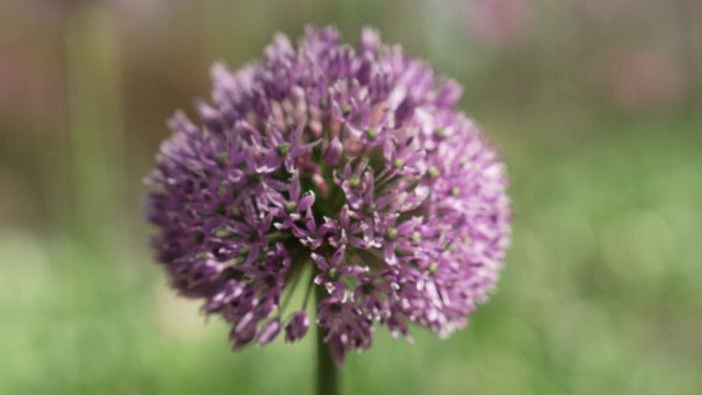 StoryZoo Abenteuer: Abenteuer im Blumenpark - Zierlauch