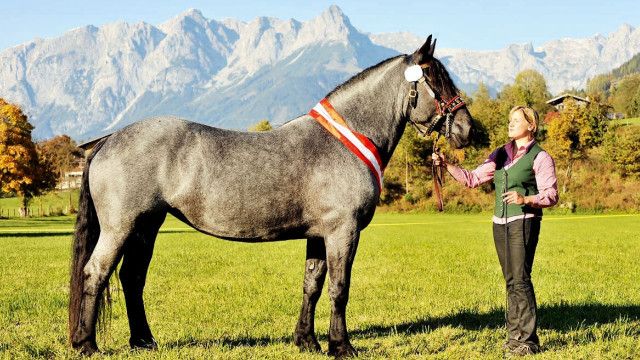 Expeditionen: Pferdeland Salzburg