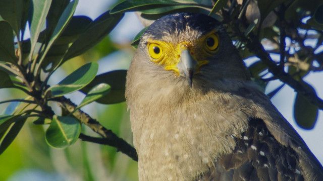 Universum: Iriomote – Japans tropisches Paradies