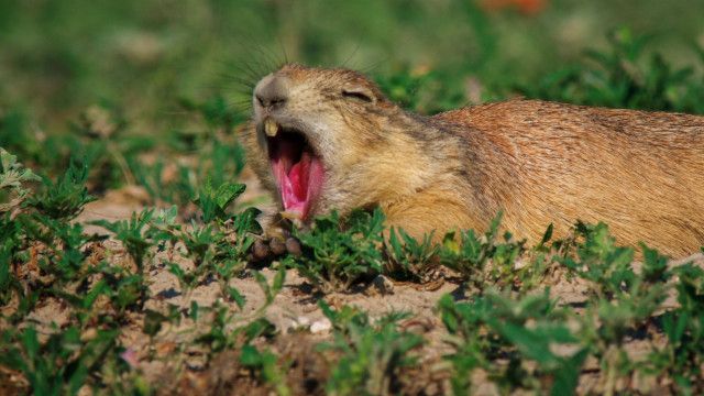 Universum: Präriehunde - Wild ist der Westen