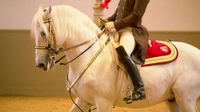 Ikonen Österreichs: Die Lipizzaner
