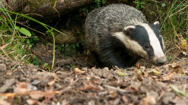 Universum: Tierische Baumeister - Architekten der Natur