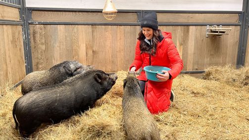 Tierische Augenblicke Tierische Augenblicke Folge 21: Tierische Augenblicke