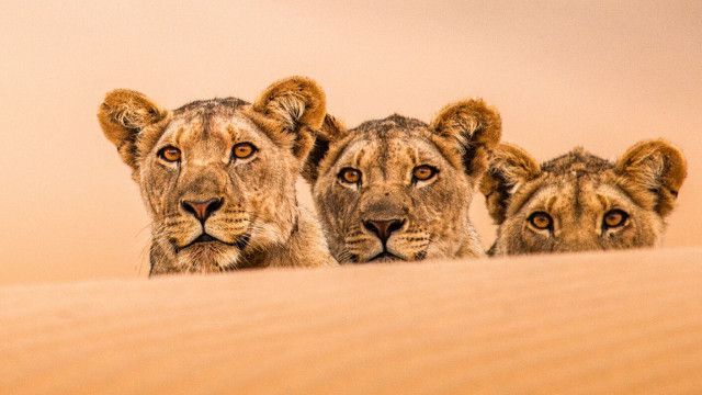Expeditionen: Die Wüstenlöwen der Namib - Auf den Spuren der Könige