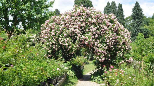 Unser Österreich: My home is my garden. Steirische Gartenparadiese