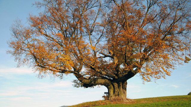 Unser Österreich: Mythos Baum