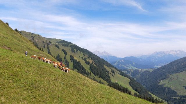 Land der Berge: Almgeschichten aus Tirol