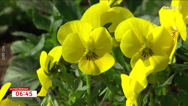 Guten Morgen Österreich vom 02.04.2025 - 02.04.2025