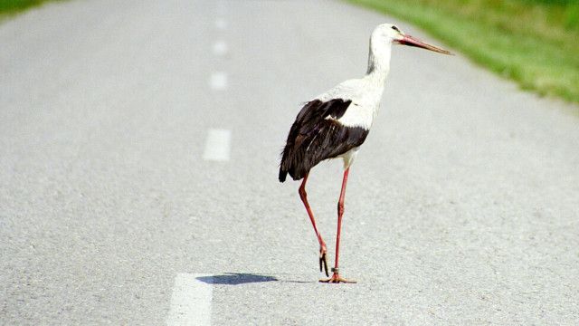 Universum: Der Flug der Störche