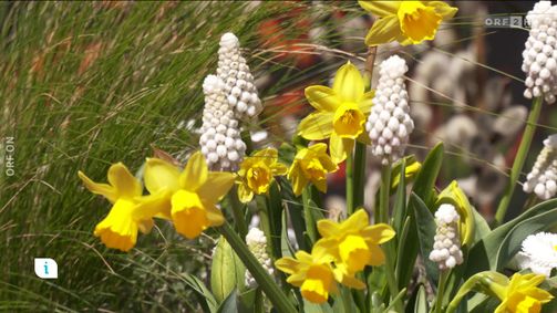 infos & tipps infos & tipps Folge 267: Infos & Tipps: Ostern im Garten