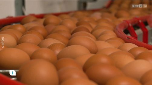 infos & tipps infos & tipps Folge 268: Infos & Tipps: Eierkennzeichnung in Österreich