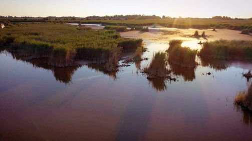 Österreich-Bild Österreich-Bild Folge 92: Österreich-Bild am Feiertag: Nationalpark Neusiedler See-Seewinkel - Ein Naturjuwel im Wandel