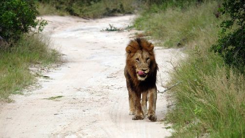 Südafrika: Harte Zeiten für Löwen und Geparde Südafrika: Harte Zeiten für Löwen und Geparde Folge 1: Südafrika: Harte Zeiten für Löwen und Geparde
