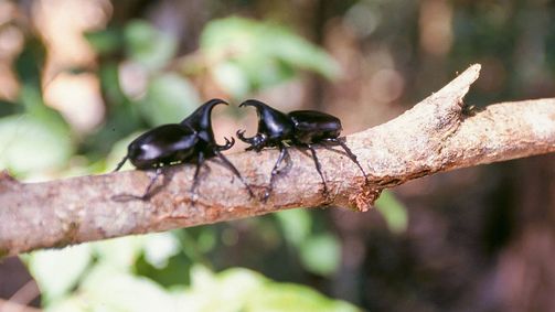 Tiere rüsten auf: Der Dschungel Tiere rüsten auf: Der Dschungel Folge 1: Tiere rüsten auf: Der Dschungel