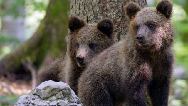 Universum: Kroatiens Küste - Endlos und wild