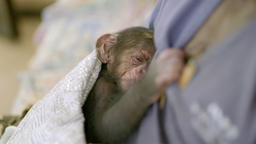 Schimpansen im Kongo mit Jane Goodall Schimpansen im Kongo mit Jane Goodall - Staffel 2 Folge 3: Tambikissas Baby