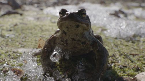 Planet Weltweit Planet Weltweit - Staffel 24 Folge 3: Estland, Krötenretter im Einsatz