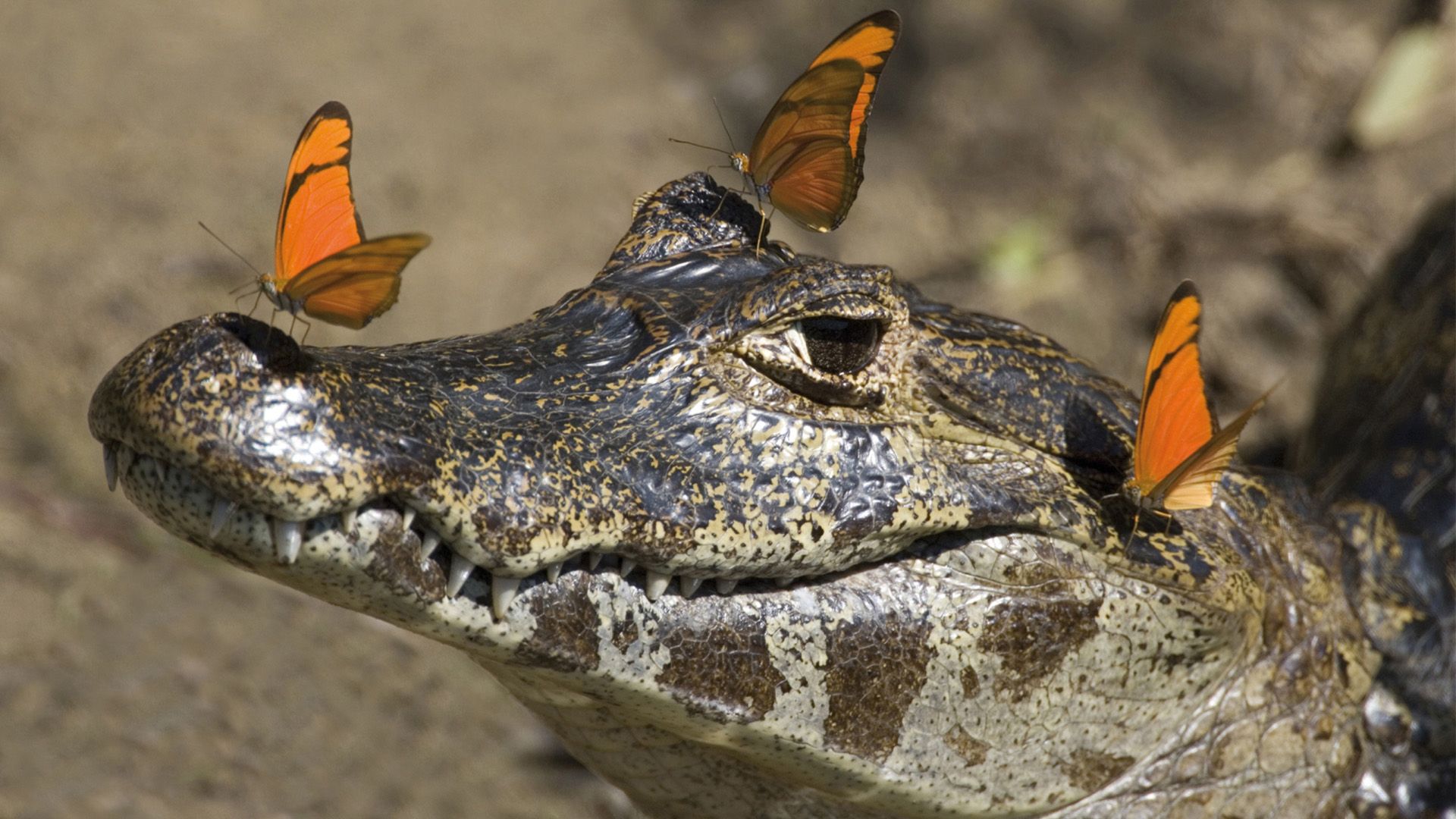 Schätze Südamerikas - Vom Pantanal zu den Iguacu-Wasserfällen
