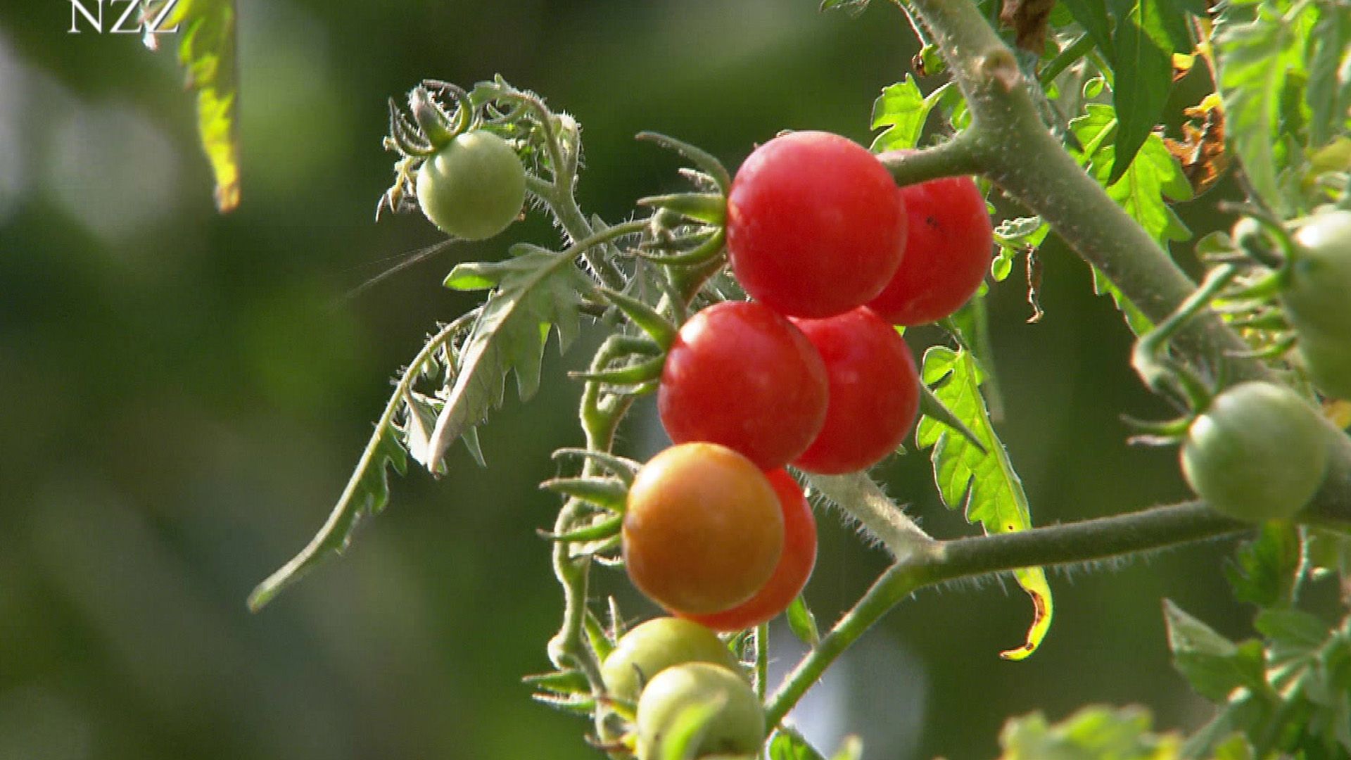 Tomaten zum Rotwerden