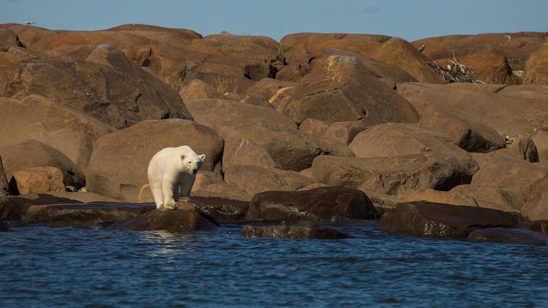Der Sommer der Eisbären