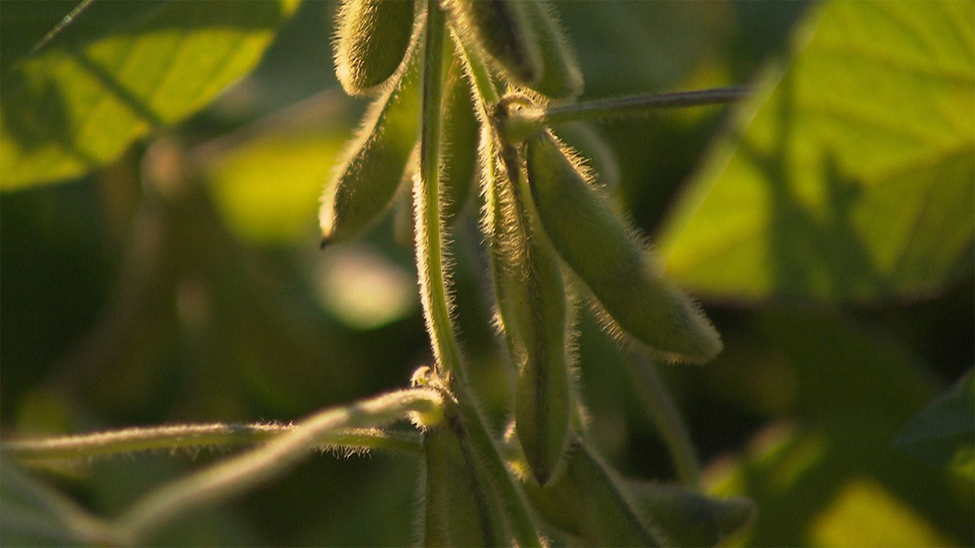 Soja ¿ die Wunderbohne