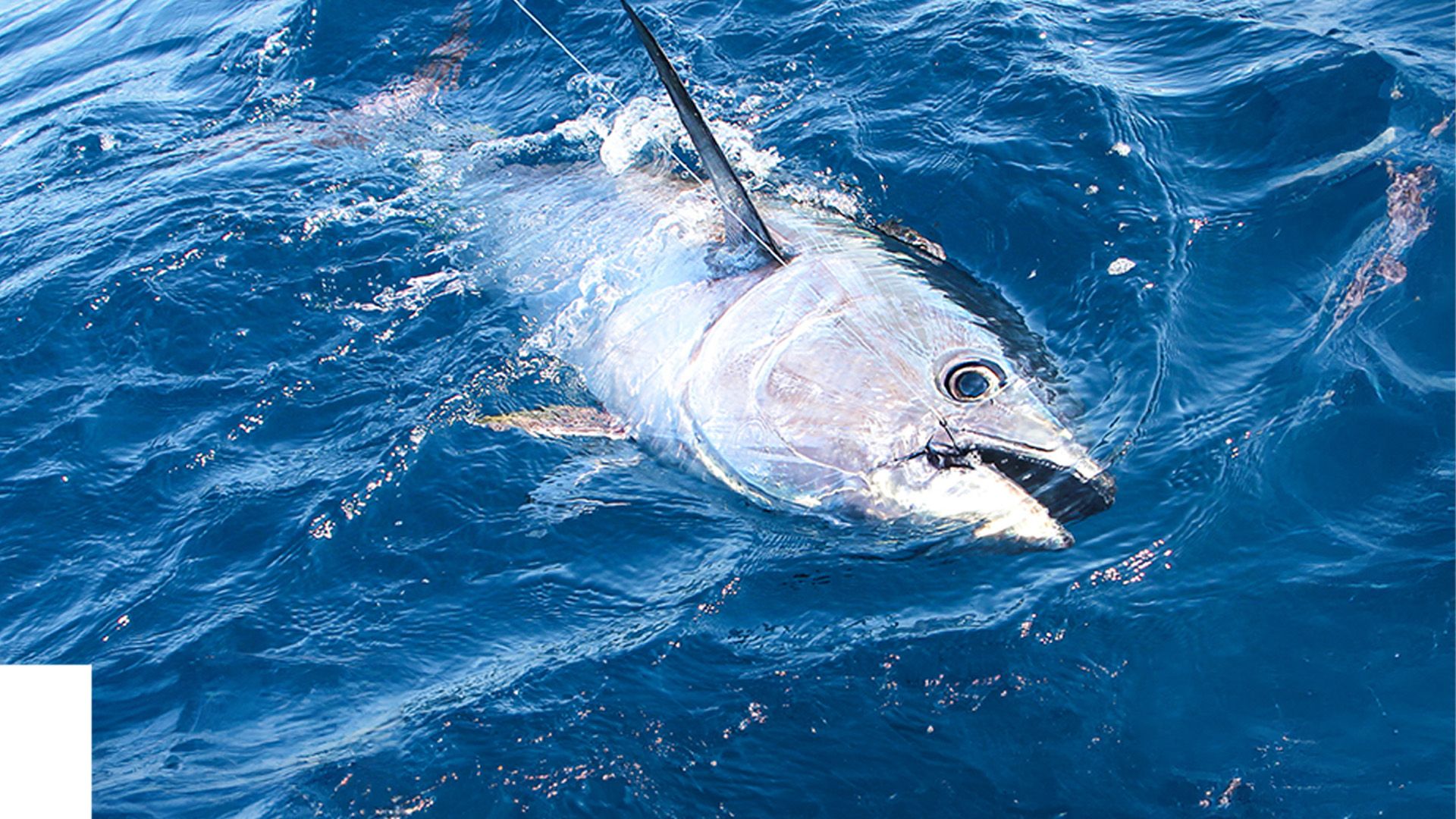 Große Blauflossenthune vor Kroatiens Adriaküste