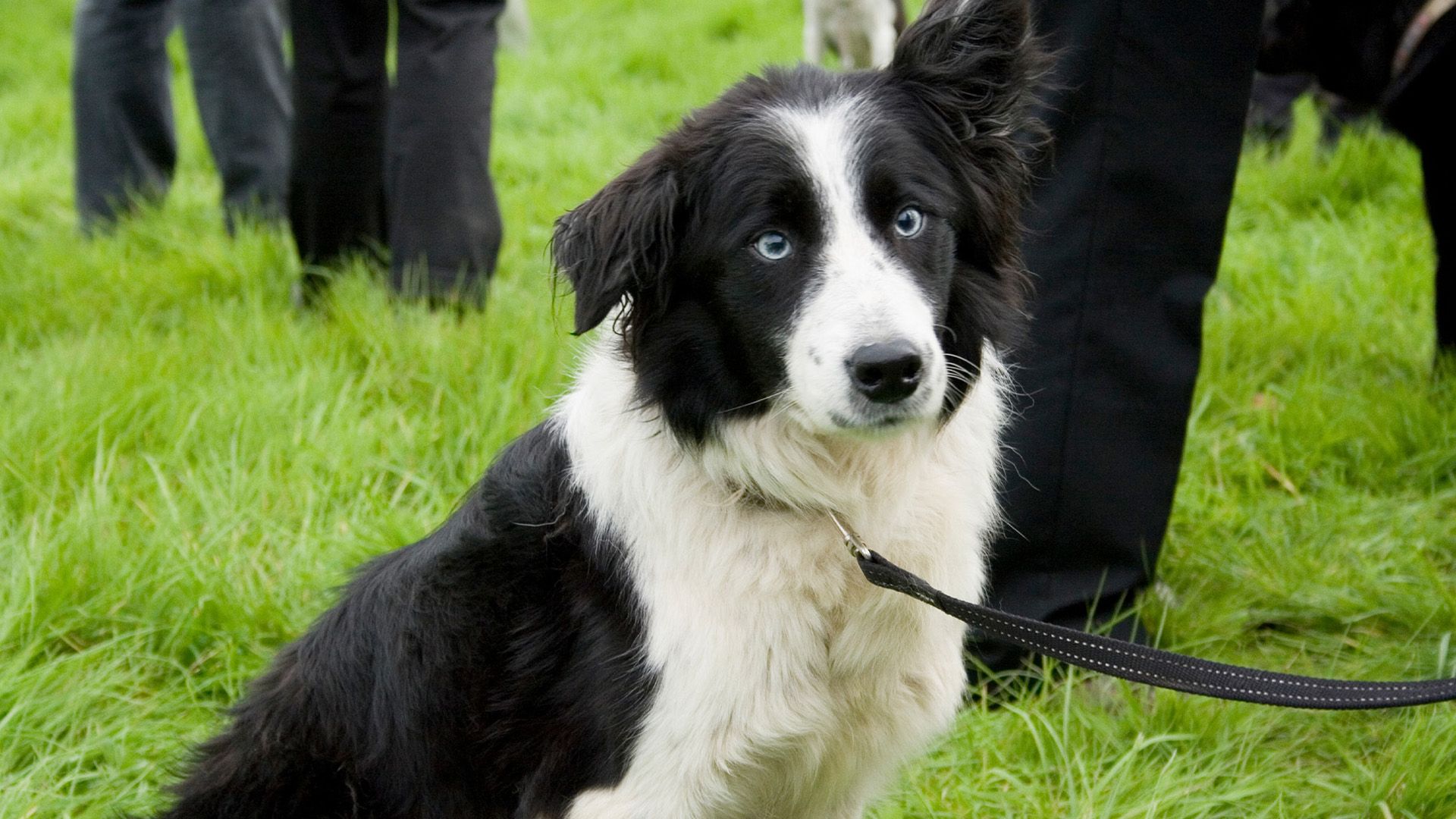 Die besten Hütehunde von Wales