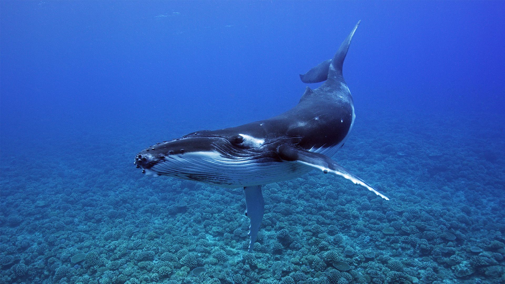Whales