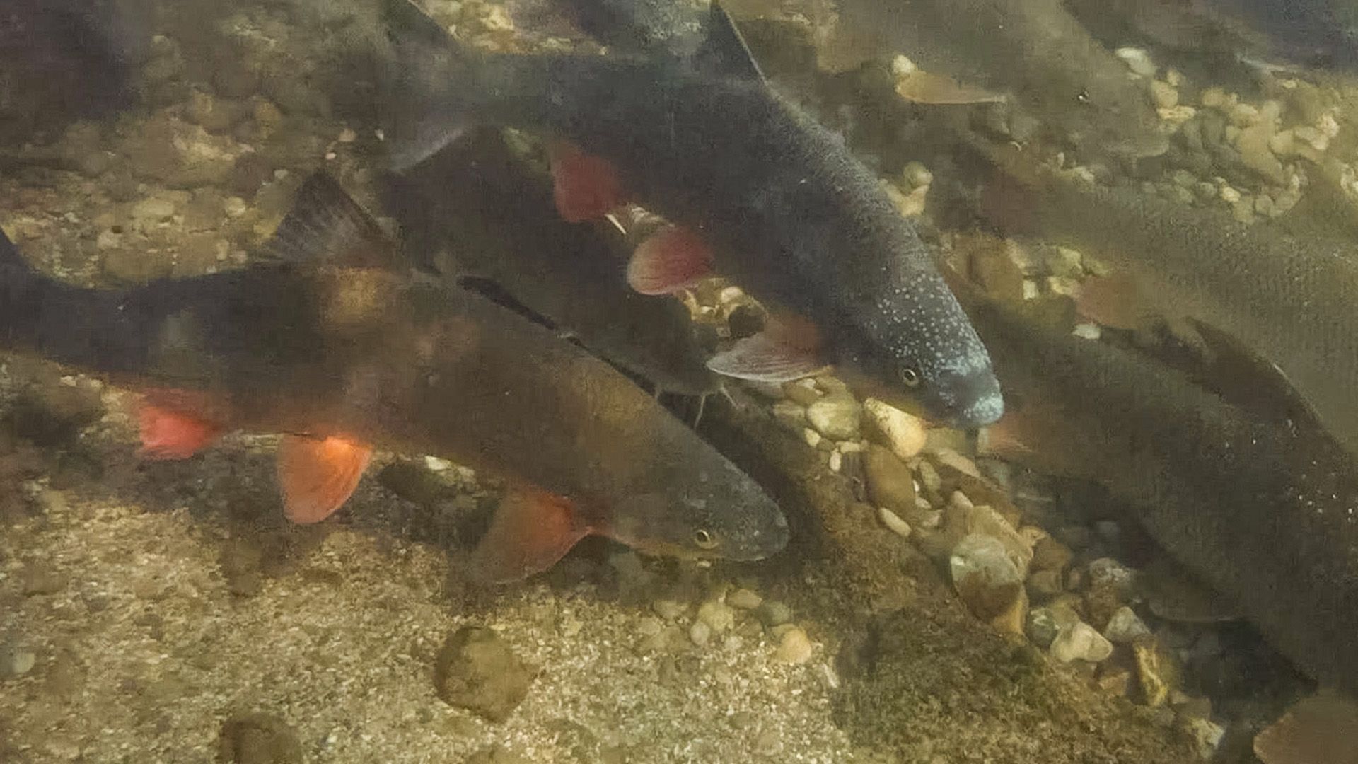Die Kinderstube der Jungfische
