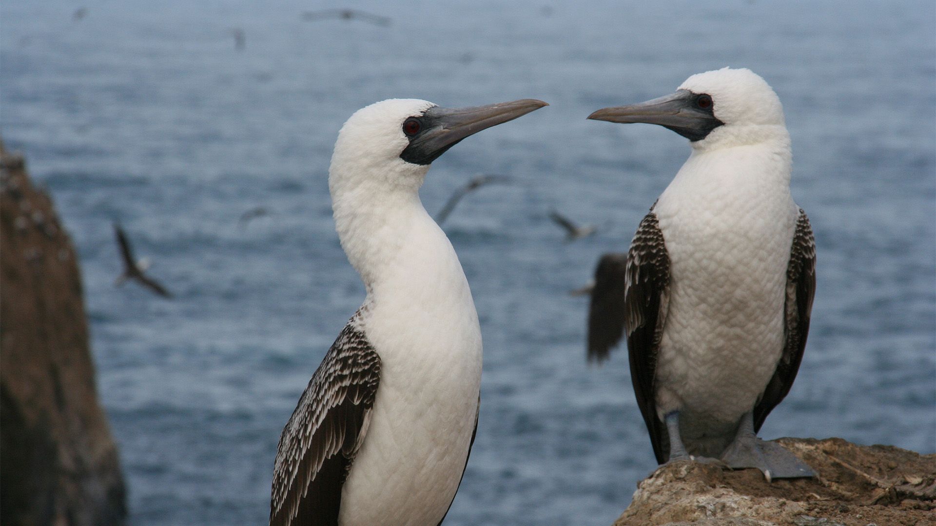 Guano - Schatzinseln und Vogeldreck