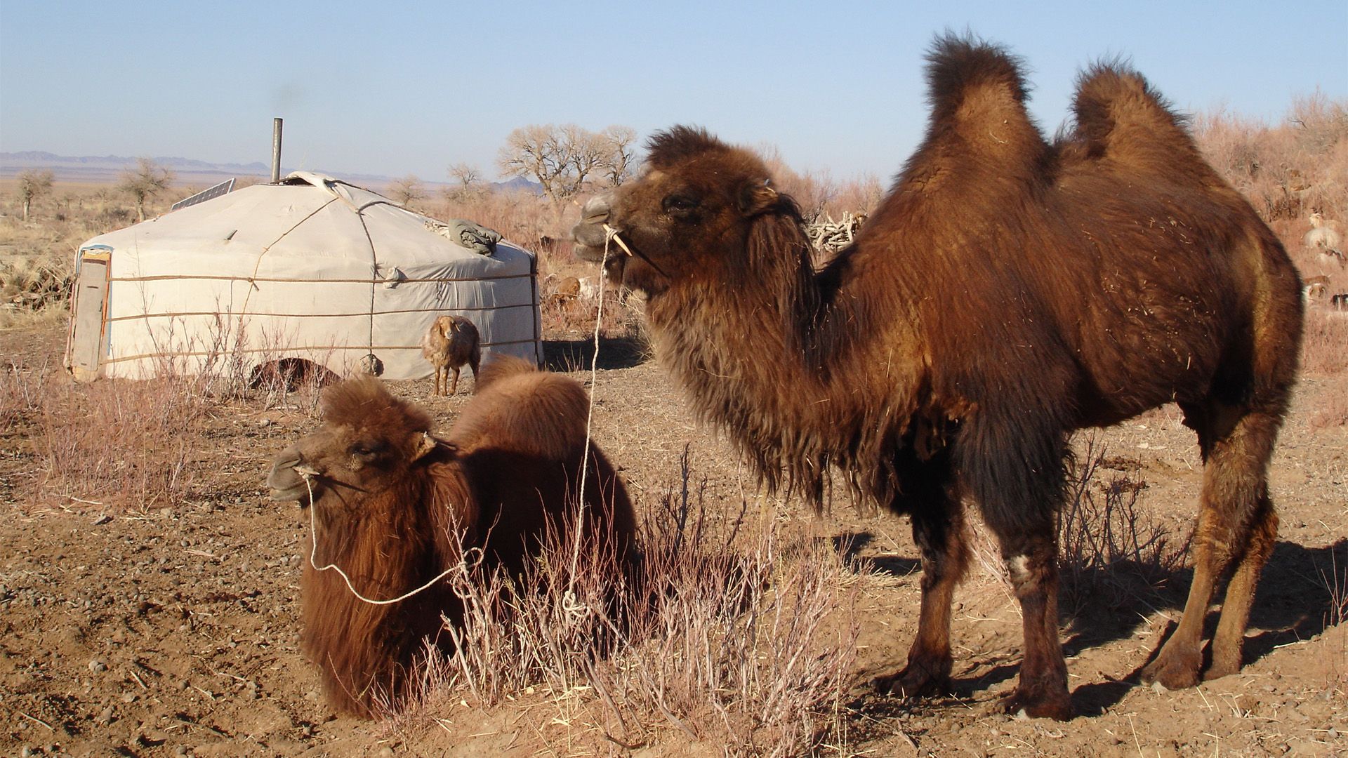 Vagabunden der Wüste Gobi