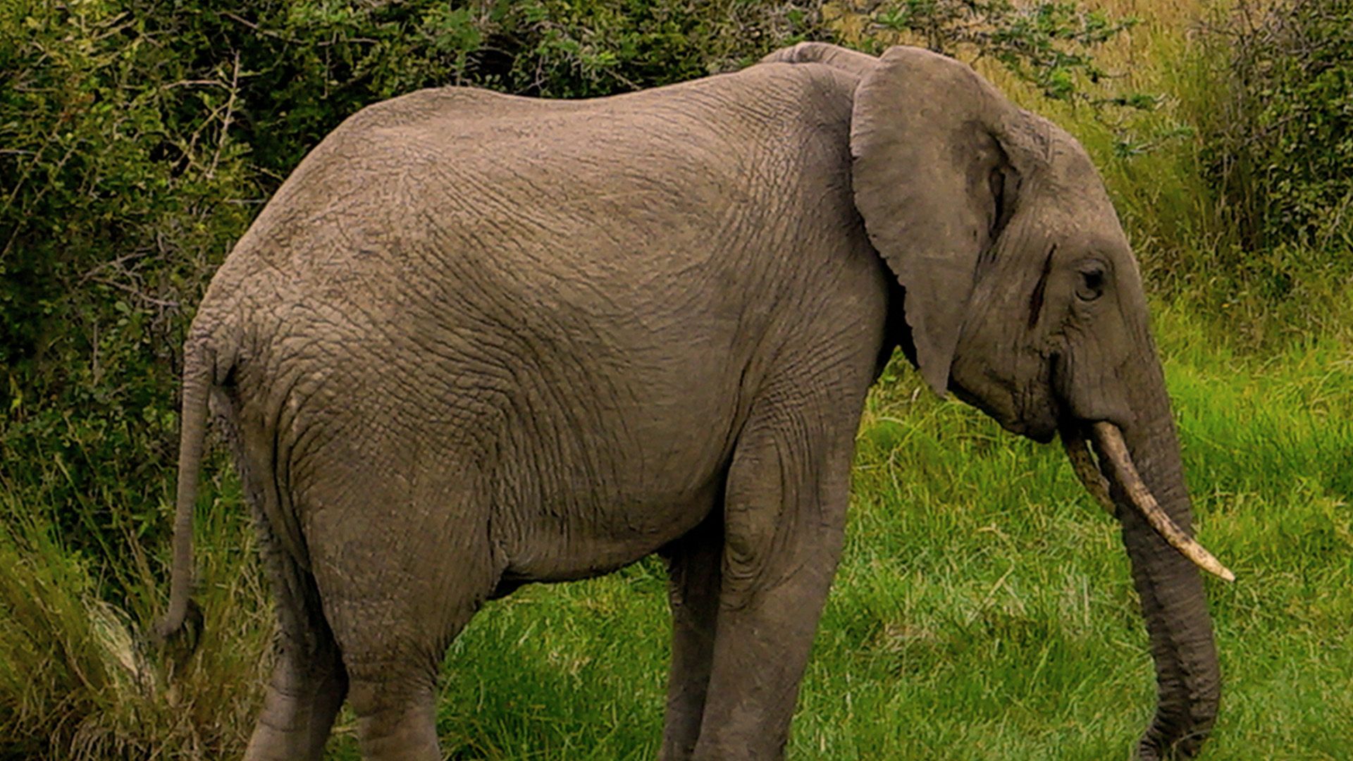 Kenias Elefanten-Highway