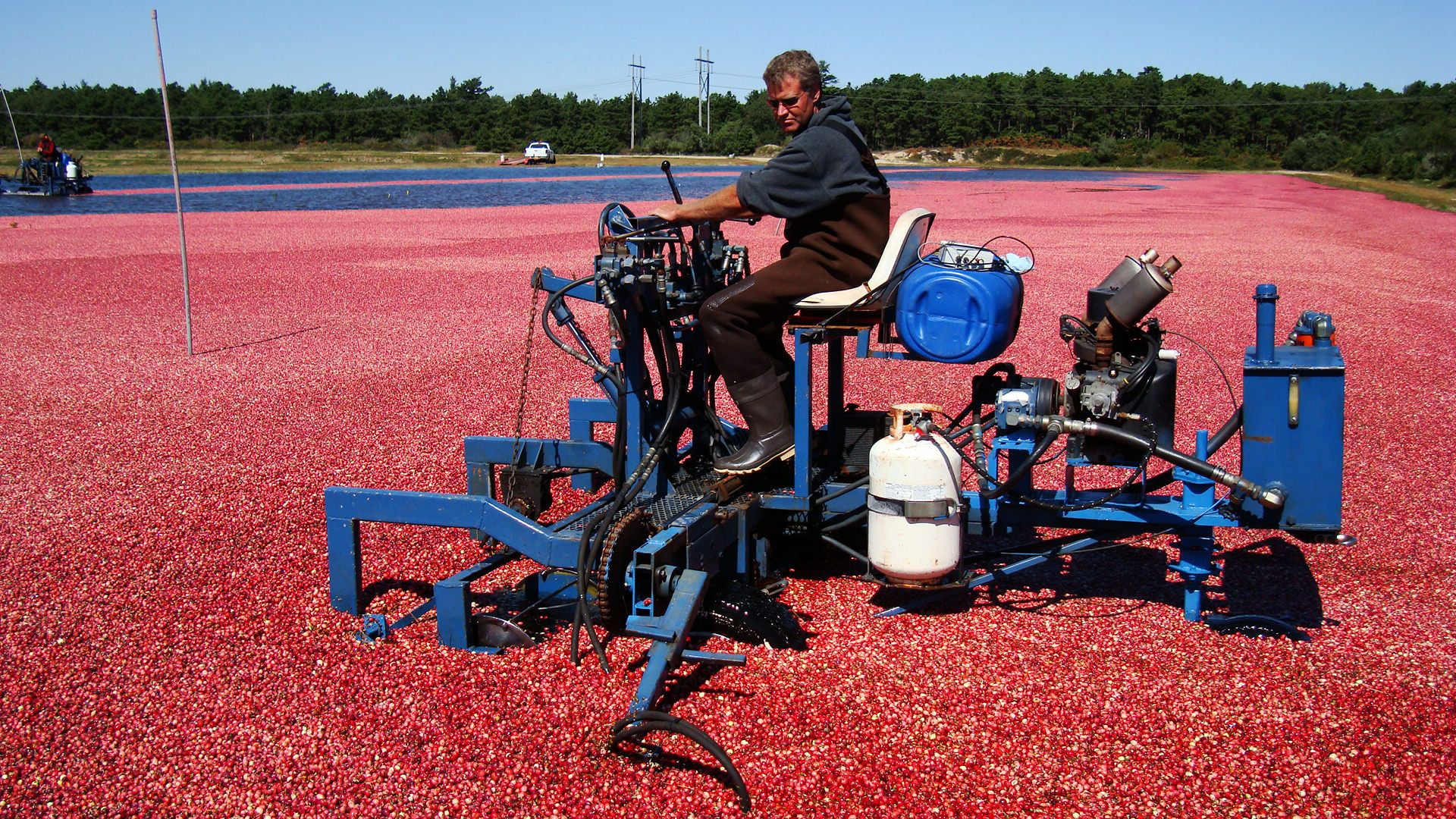 Cranberrysaison auf Cape Cod