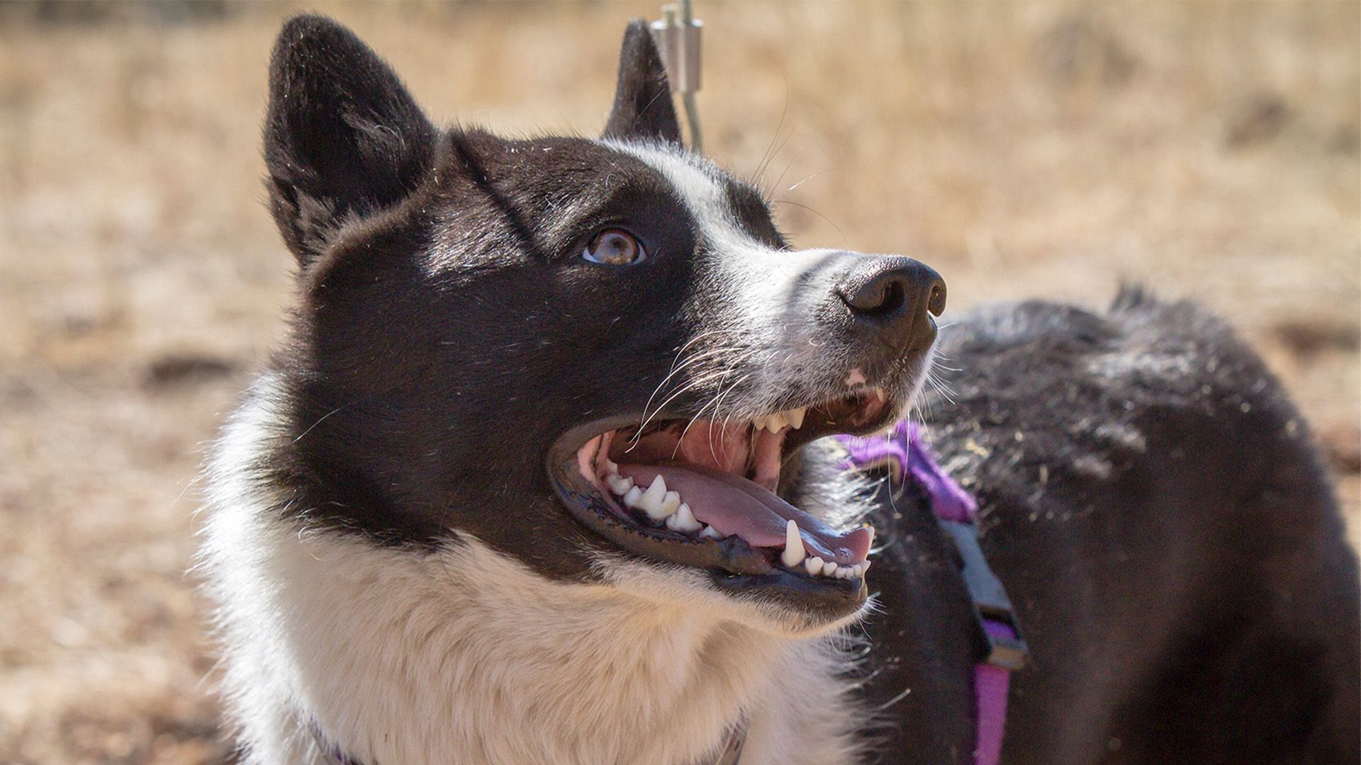 Die Bärenhunde von Nevada