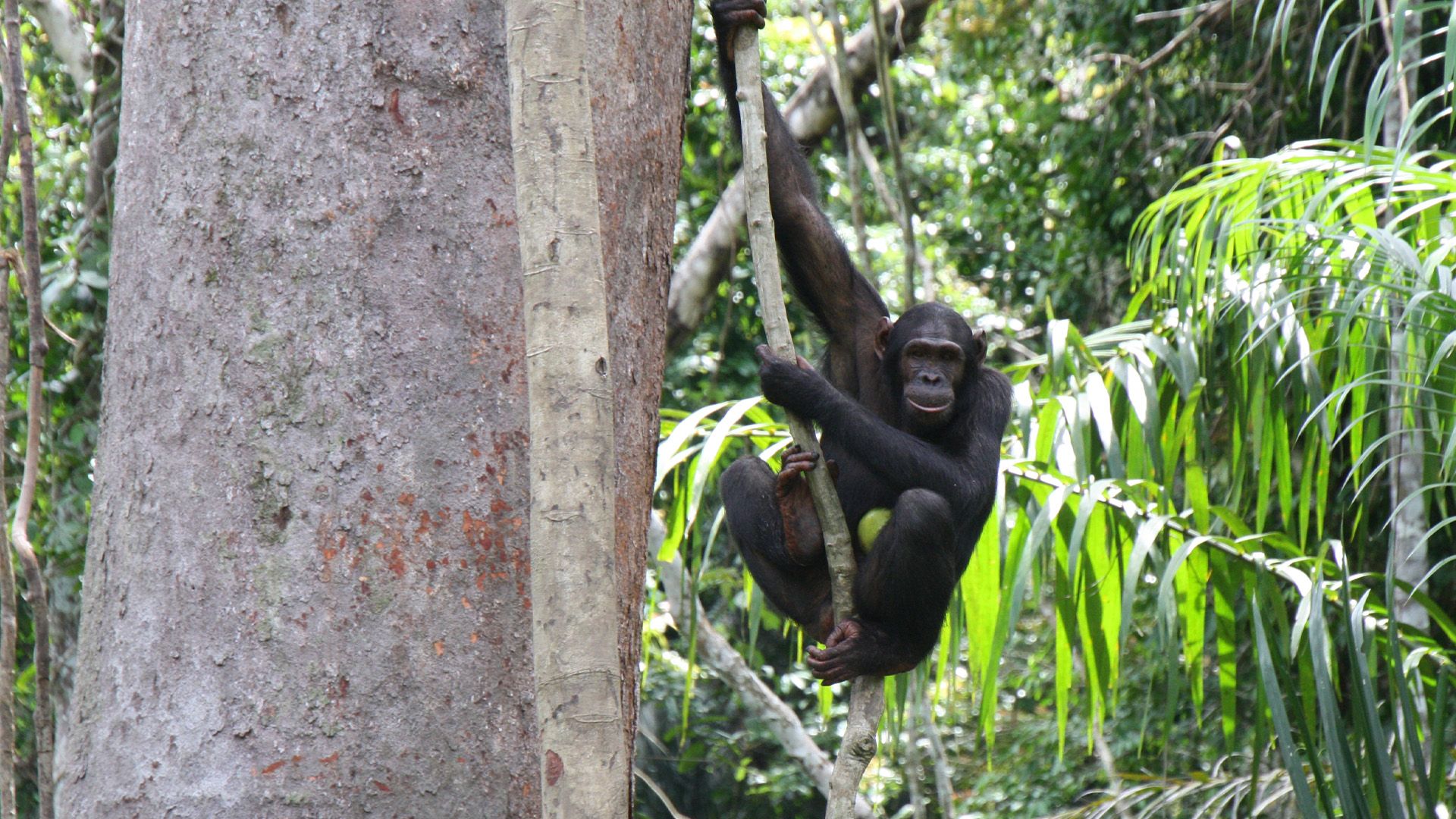 Schimpansen im Kongo mit Jane Goodall